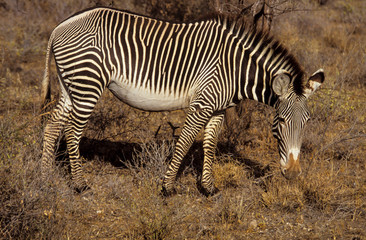 Obraz na płótnie Canvas Zèbre de Grévy, Equus grevyi, Parc national de Zamburu, Kenya