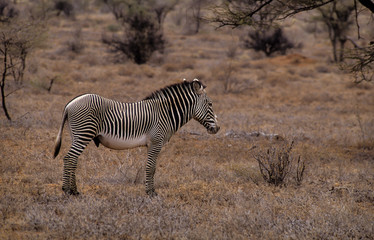 Obraz na płótnie Canvas Zèbre de Grévy, Equus grevyi, Parc national de Zamburu, Kenya