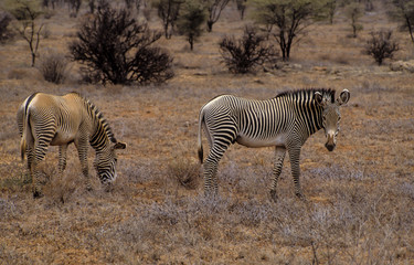 Obraz premium Zèbre de Grévy, Equus grevyi, Parc national de Zamburu, Kenya