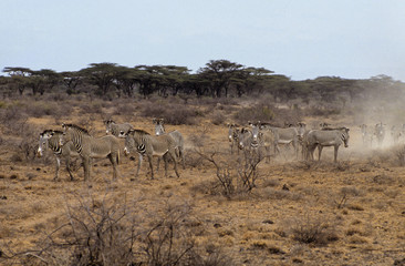 Fototapeta na wymiar Zèbre de Grévy, Equus grevyi, Parc national de Zamburu, Kenya