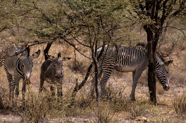 Z&egrave;bre de Gr&eacute;vy, Equus grevyi, Parc national de Zamburu, Kenya