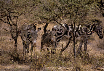 Zèbre de Grévy, Equus grevyi, Parc national de Zamburu, Kenya