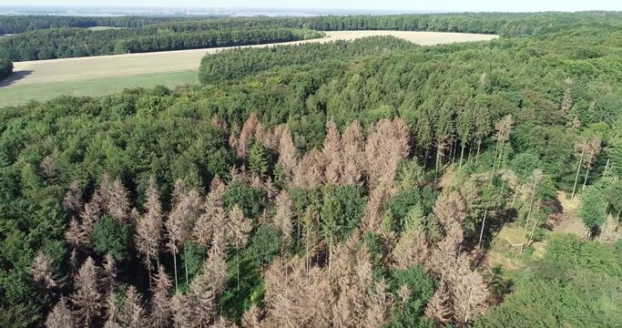 Waldsterben - durch Borkenkäfer abgestorbene Fichten in einem Mischwald, Überflug mit der Fotodrohne