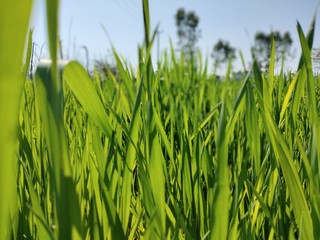 green grass with water drops