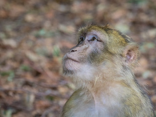 Obraz premium Affenberg Salem