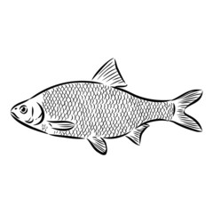 fish isolated on white background