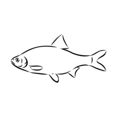 vector illustration of fish
