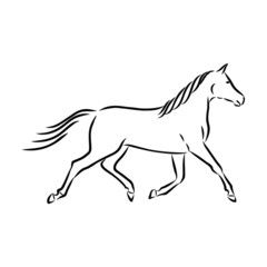 Fototapeta na wymiar silhouette of horse isolated on white