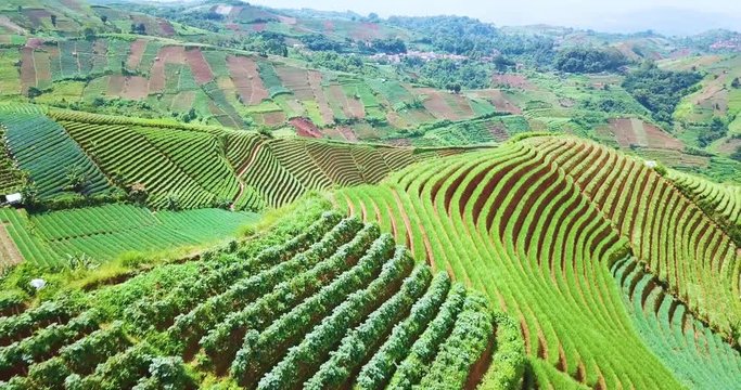 Beautiful scenery of terraced farmland of leeks