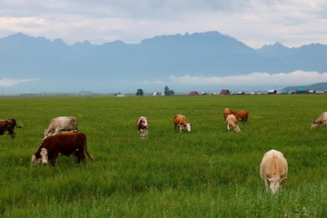 herd of cows grazing in field
