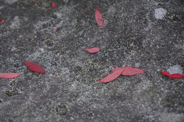 red leaves on rock