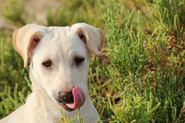 Hund in Ägypten mit Zunge