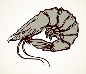 Big shrimp. Vector sketch drawing