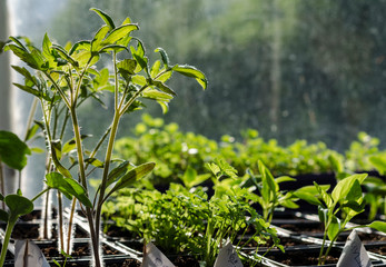 Growing bio vegetables in the shadows in northern Bulgaria