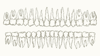Obraz premium The layout of the teeth. Vector drawing