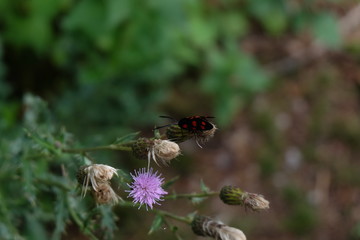 Impollinare