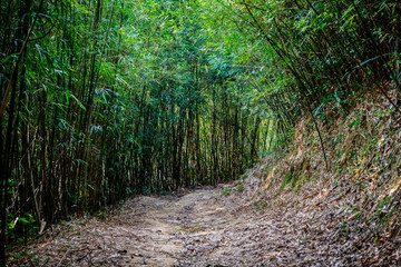 Bamboo grove in  Hong Kong