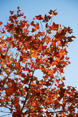 Red leaf in Hong Kong