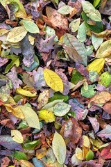 autumn leaves background