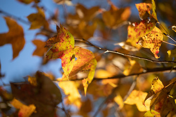 Red leaf turning red