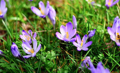 spring flowering in the Dolomites
