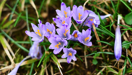 spring crocus flowers