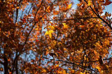 Red leaf in Hong Kong