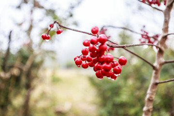 Cherry like wild fruit with rain drops