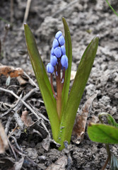 In the spring in the forest blooms snowdrop two-leafed (Scilla bifolia).