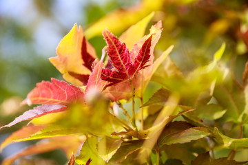 A leaf turning red