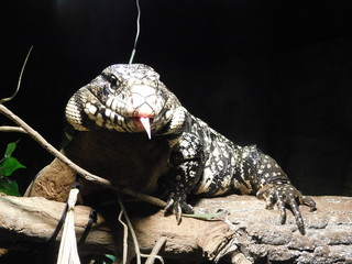 The Argentine black and white tegu (Salvator merianae), also called commonly the Argentine giant...