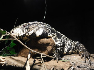 The Argentine black and white tegu (Salvator merianae), also called commonly the Argentine giant...