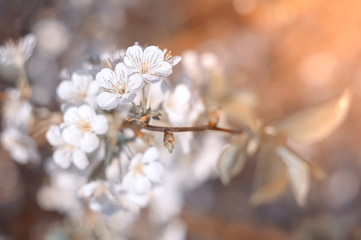 Blooming cherry branch, toned. Beautiful floral spring background. Selective focus.