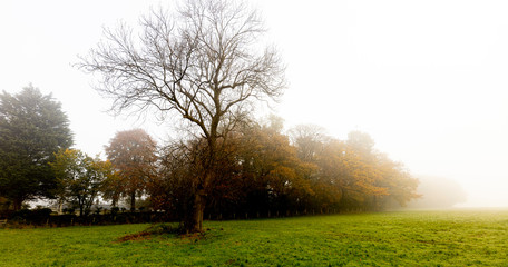 tree in the fog