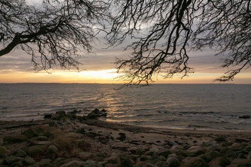 sea view with branches in winter