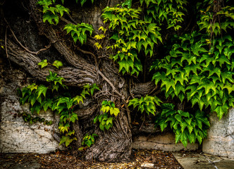 Green Ivy growing on Lincoln Court
