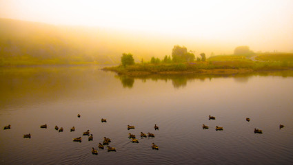 Naklejka premium birds on the lake