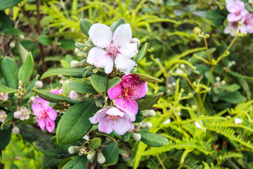 Wild flowers in Hong Kong