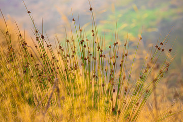 sunset over wheat field