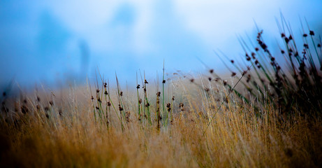 grass and sky