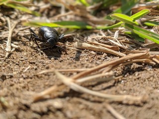close up of desert beetle in dirt and grass