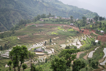 paddy rice fields in nepal