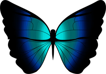 blue butterfly isolated on white background