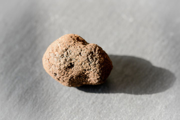 La trufa negra (Tuber melanosporum), conocida también como trufa de Périgord, es muy apreciada en la gastronomía por su aroma y es de gran valor económico. 