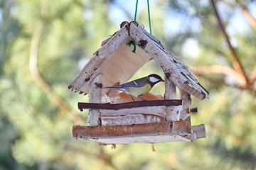 The bird eats from the feeder. The bird eats fat in the winter. The bird eats white bread.
