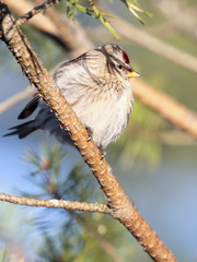 Common Redpoll