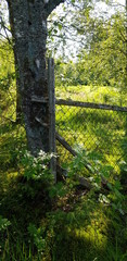 Tree by a fence