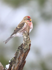 Common Redpoll