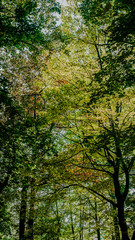 beautiful green leaves on the trees in the park