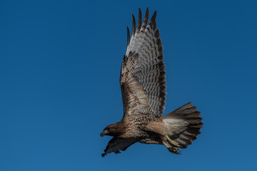 Red-tailed hawk in flight hawks flying